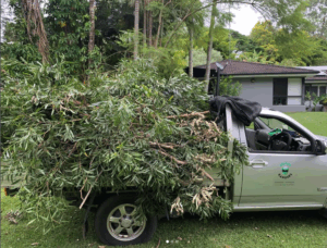 Green Waste Removal Gold Coast Mower Rangers